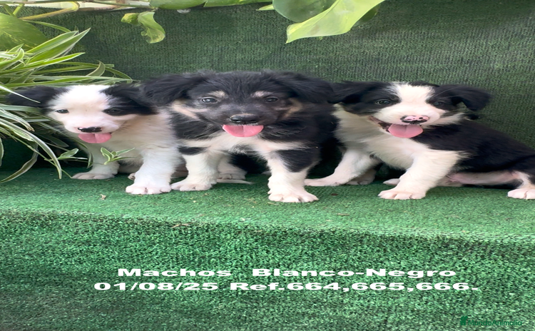 Border Collie perros - Anuncio 2
