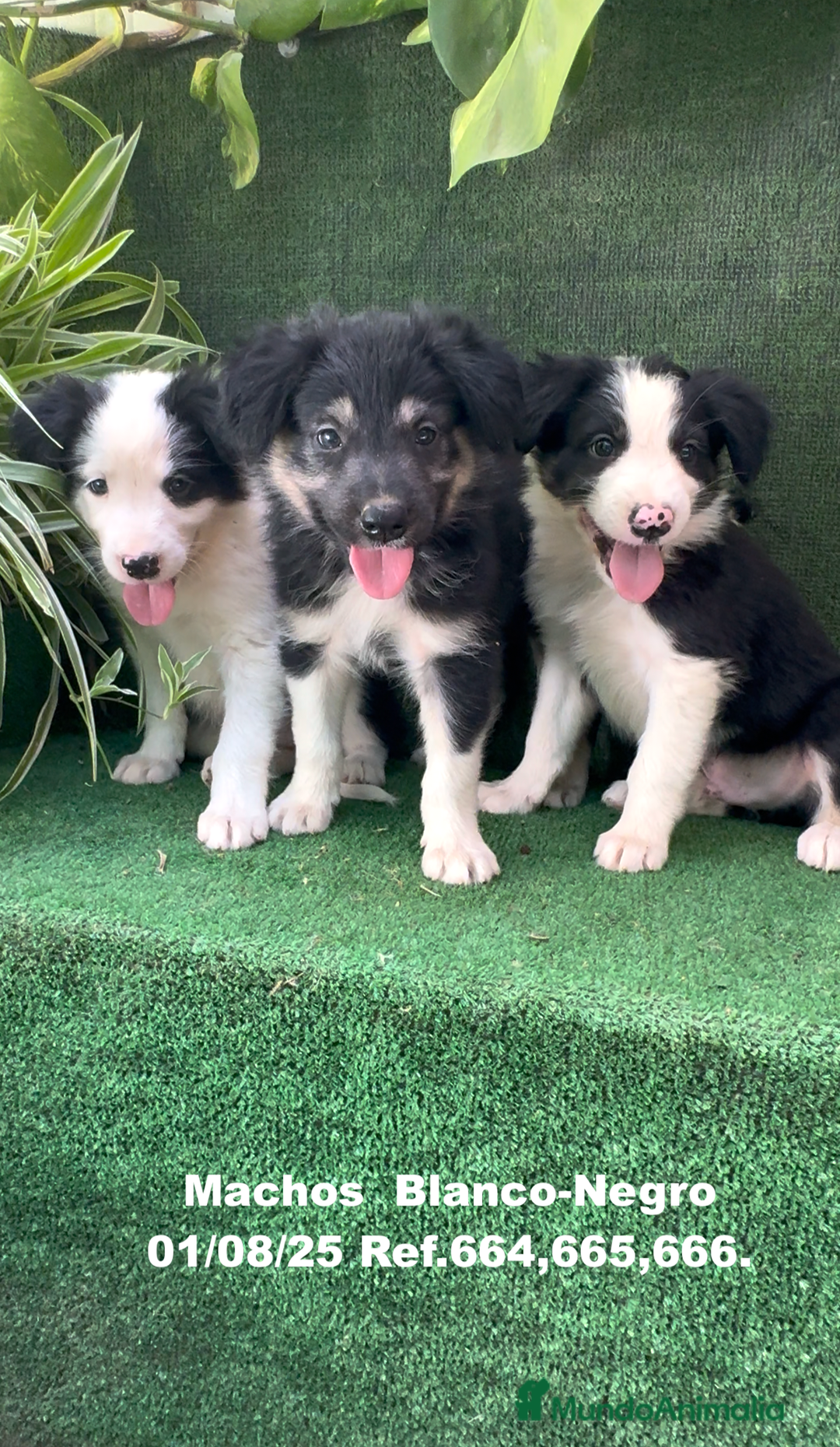 Border Collie perros en venta: Border Collie De Villa Biznaga - Imagen 1