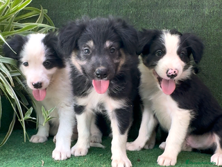 Border Collie perros - Anuncio 24