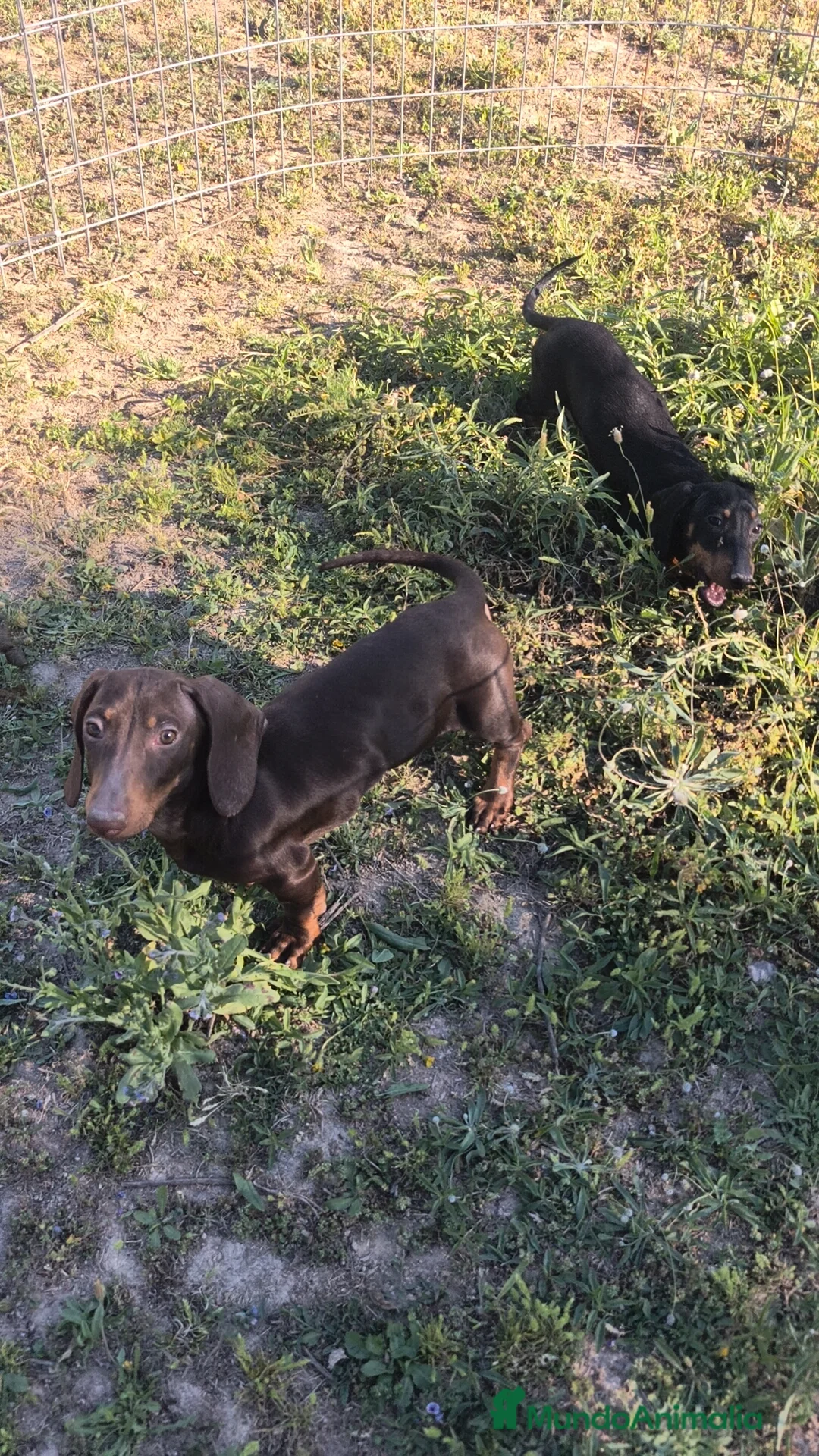 Teckel Miniatura perros en venta: Teckel mini ♂️ - Anuncio 1