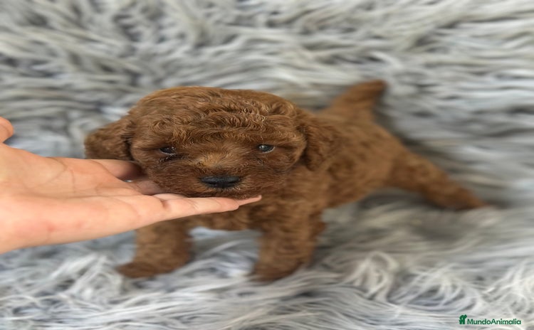 Caniche Toy perros - Anuncio 1