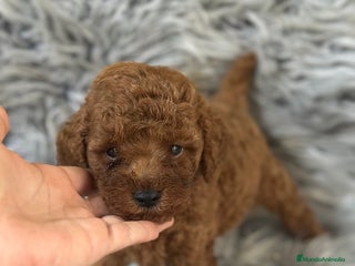 Caniche Toy perros - Anuncio 14