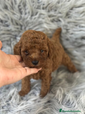 Caniche Toy perros - Anuncio 3