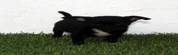 Chihuahua perros en venta: Chihuahua toy  - Anuncio 9