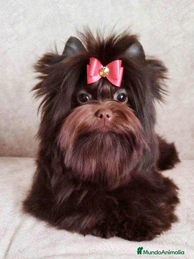 Yorkshire Terrier perros Exclusivos Yorkshire Chocolate toy - Anuncio 10