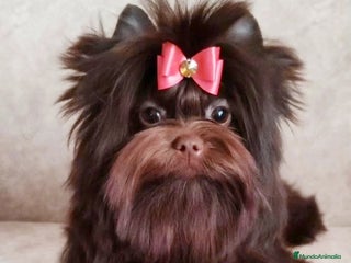 Yorkshire Terrier perros Exclusivos Yorkshire Chocolate toy - Anuncio 10