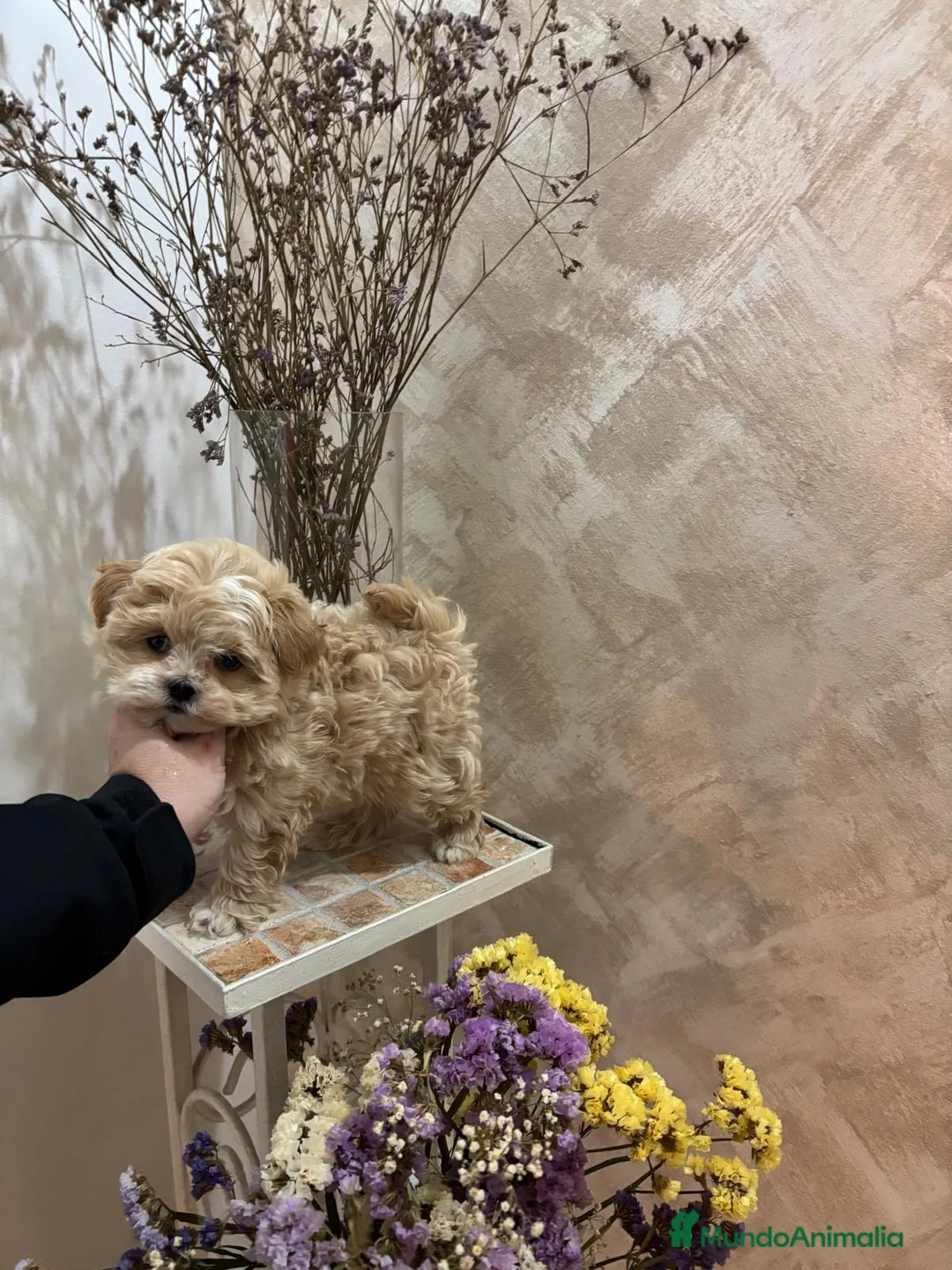 Maltipoo perros en venta: Maltipoo macho líneas asiáticas y coreanas!!  - Anuncio 2