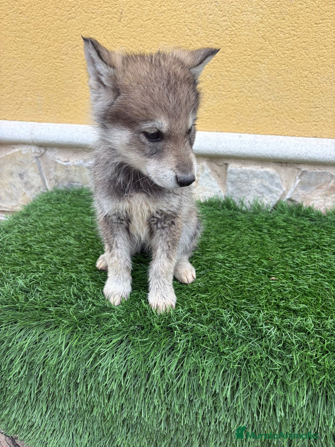 Perro Lobo de Saarloos perros en venta: Perro lobo ibérico macho gris  - Anuncio 2