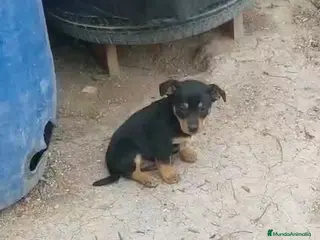 Raza Mixta perros PRECIOSA CACHORRA ( leer bien anuncio) - Anuncio 1