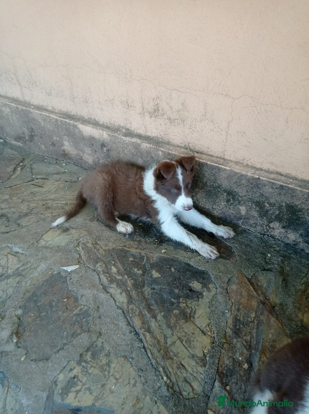 Border Collie perros en venta: border collie chocolayes y blancos  - Imagen 8