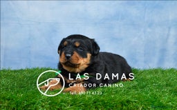 Rottweiler perros en venta: NO SON SIMPLEMENTE CACHORROS DE ROTTWEILER… - Imagen 4