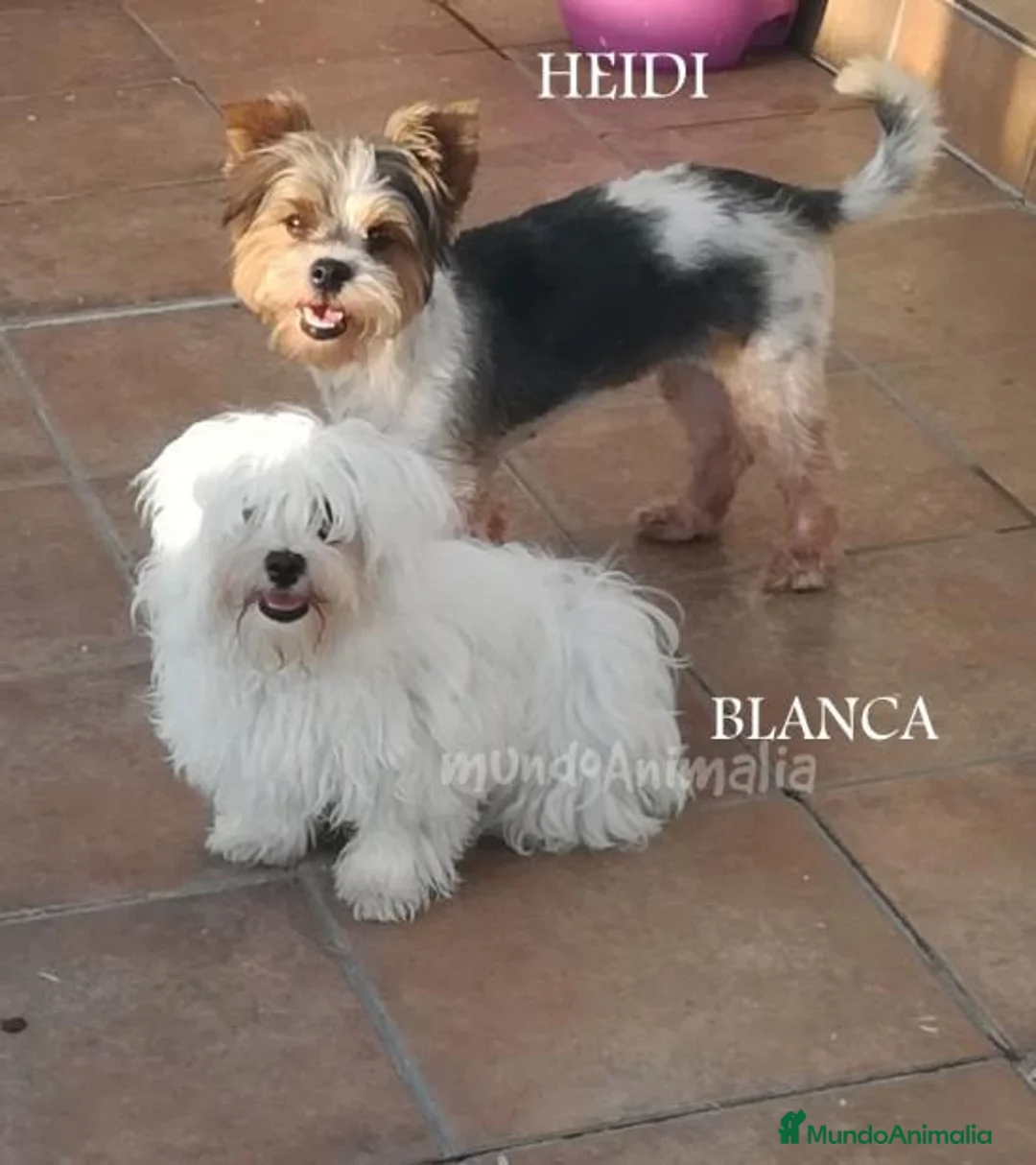 Imagen de galería {{count}}