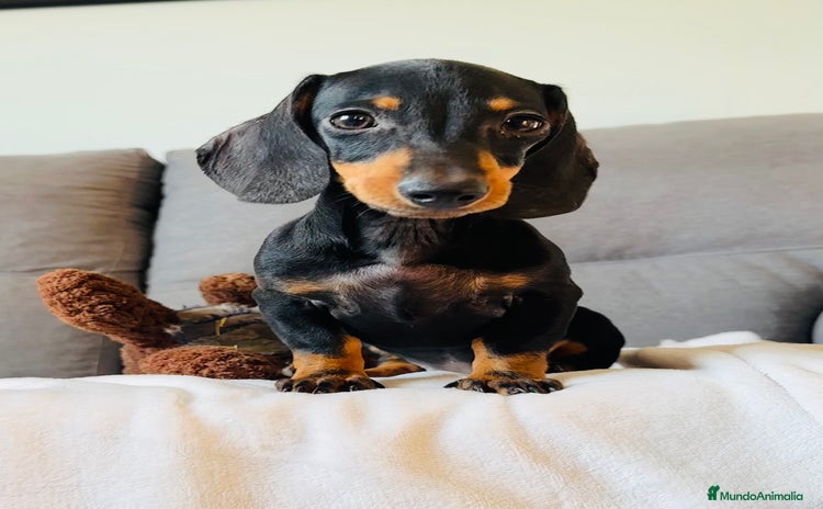 Teckel perros - Anuncio 7