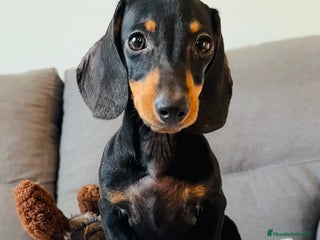 Teckel perros - Anuncio 7