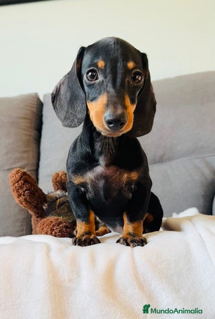 Teckel perros - Anuncio 7