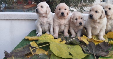 Golden Retriever perros - Anuncio 10