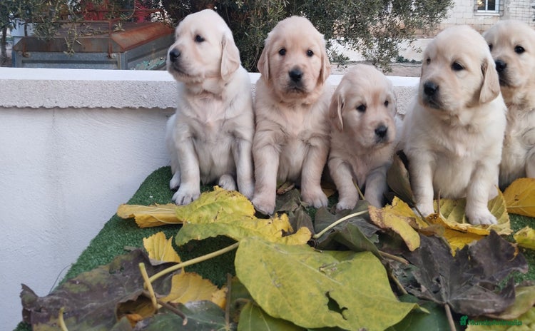 Golden Retriever perros - Anuncio 3