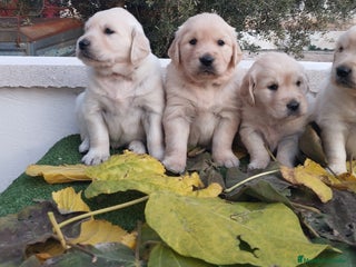 Golden Retriever perros - Anuncio 26