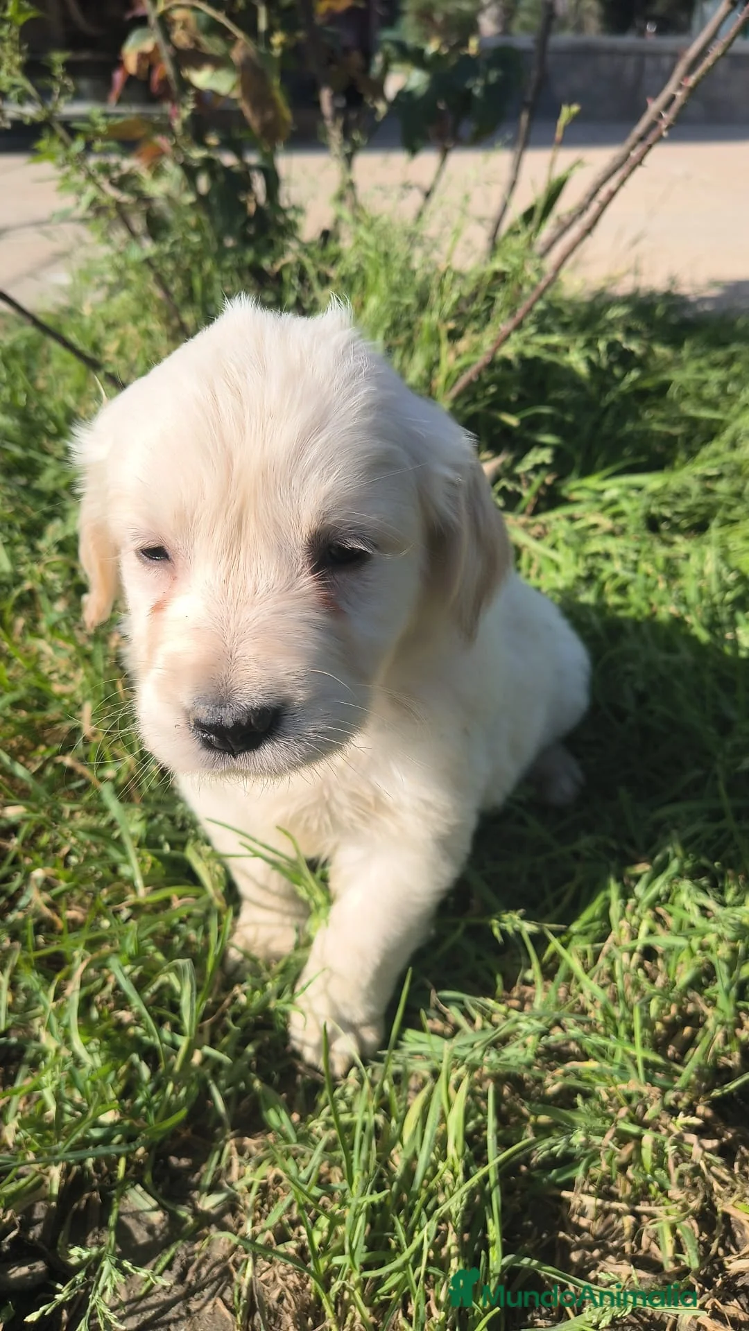 Golden Retriever perros en venta: preciosos golden retriever LÉVATE EL TUYO! en Málaga - Anuncio 5