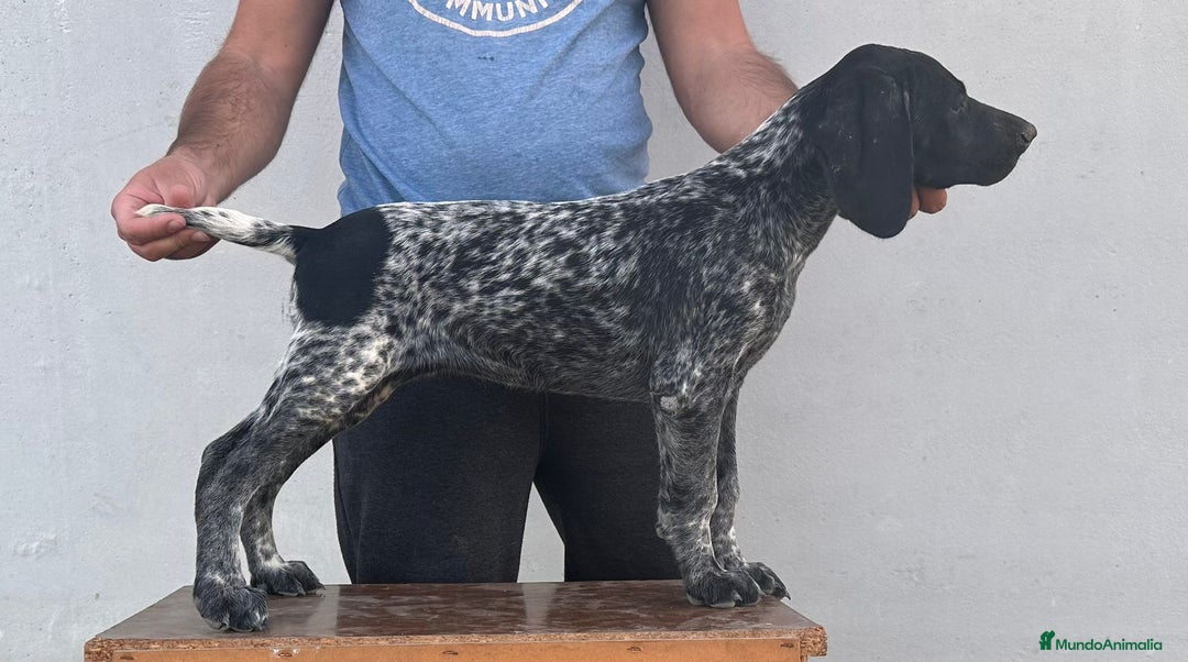 Braco Alemán de Pelo Corto perros en venta: 🐾 ¡Disponibles 2 cachorras de Braco Alemán! 🐶 - Imagen 2