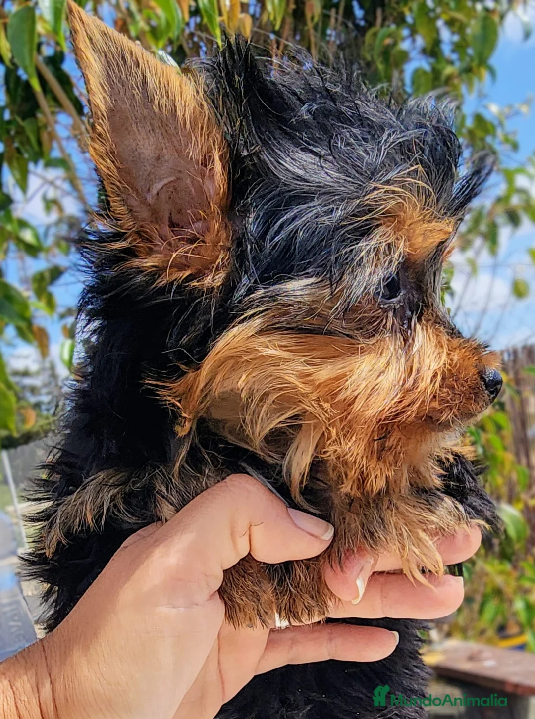 Yorkshire Terrier perros en venta: Yorki precio real  - Anuncio 4