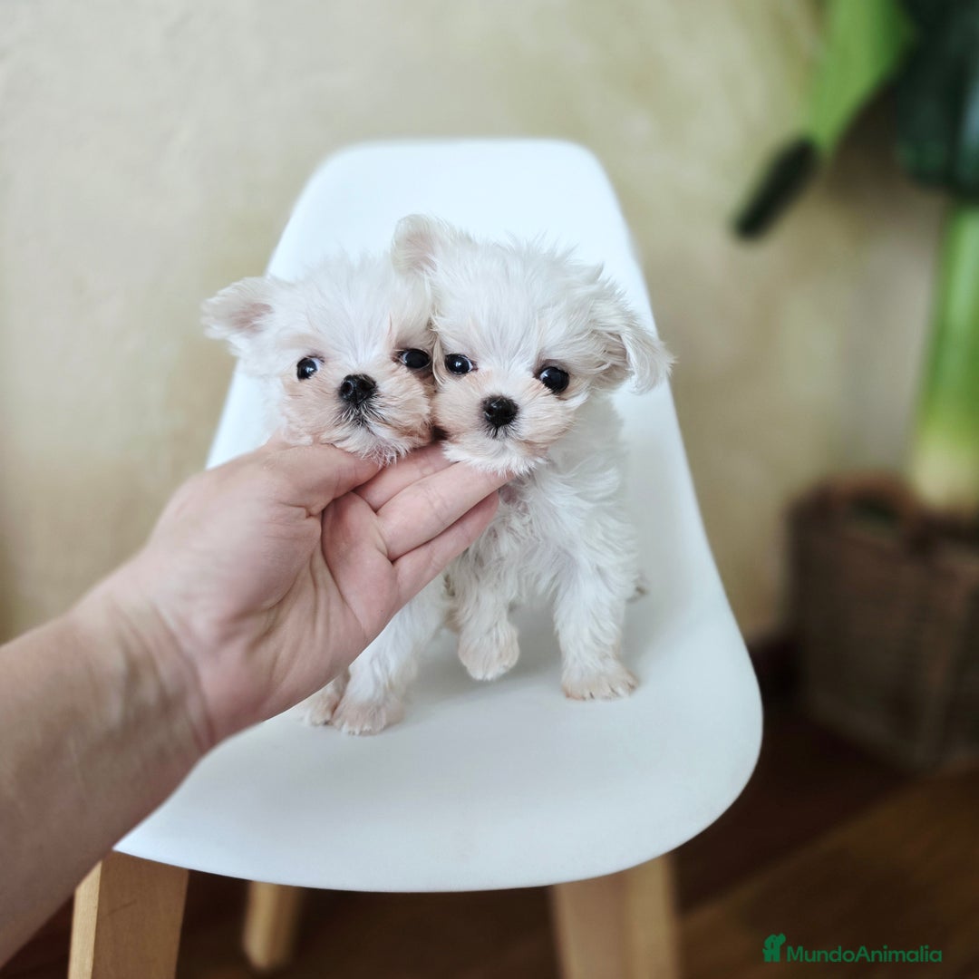 Bichón Maltés perros en venta: Cachorros de Bichón Maltés coreano micro  - Anuncio 6