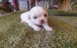 Shih Tzu perros en venta: SHIH TZUS TAMAÑO PEQUEÑO PURA RAZA  - Imagen 4