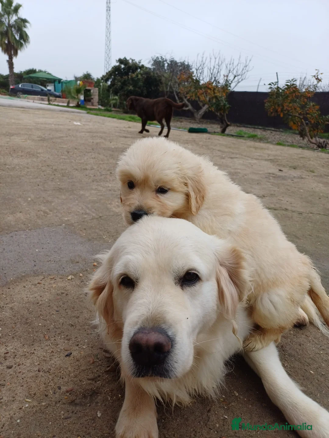 Golden Retriever perros en venta: Golden Retriever  - Anuncio 9