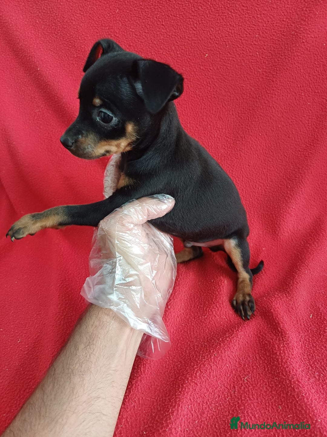 Pinscher Miniatura perros en venta: MiniPincher  - Imagen 2