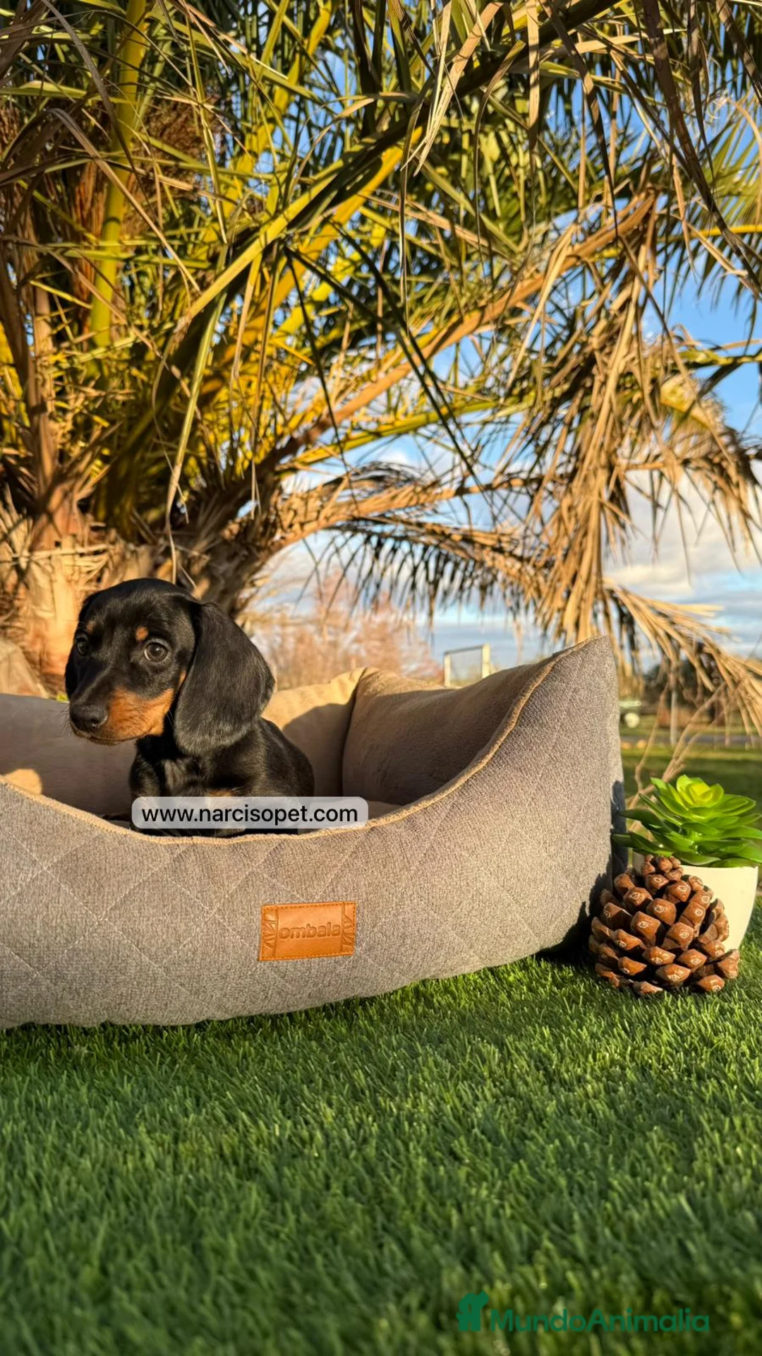 Teckel Miniatura perros en venta: TECKEL NEGRO FUEGO MINIATURA - Anuncio 5