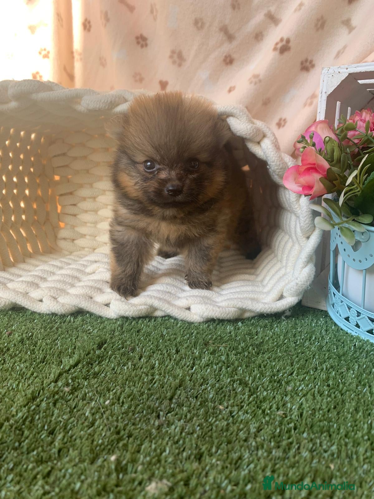 Pomerania perros POMERANIA - Anuncio 1