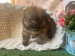 Pomerania perros POMERANIA - Anuncio 1