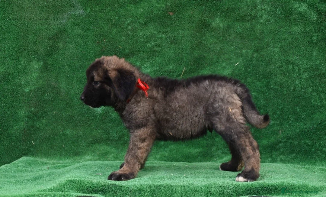 Pastor del Cáucaso perros en venta: Disponible Pastor del Cáucaso - Anuncio 2