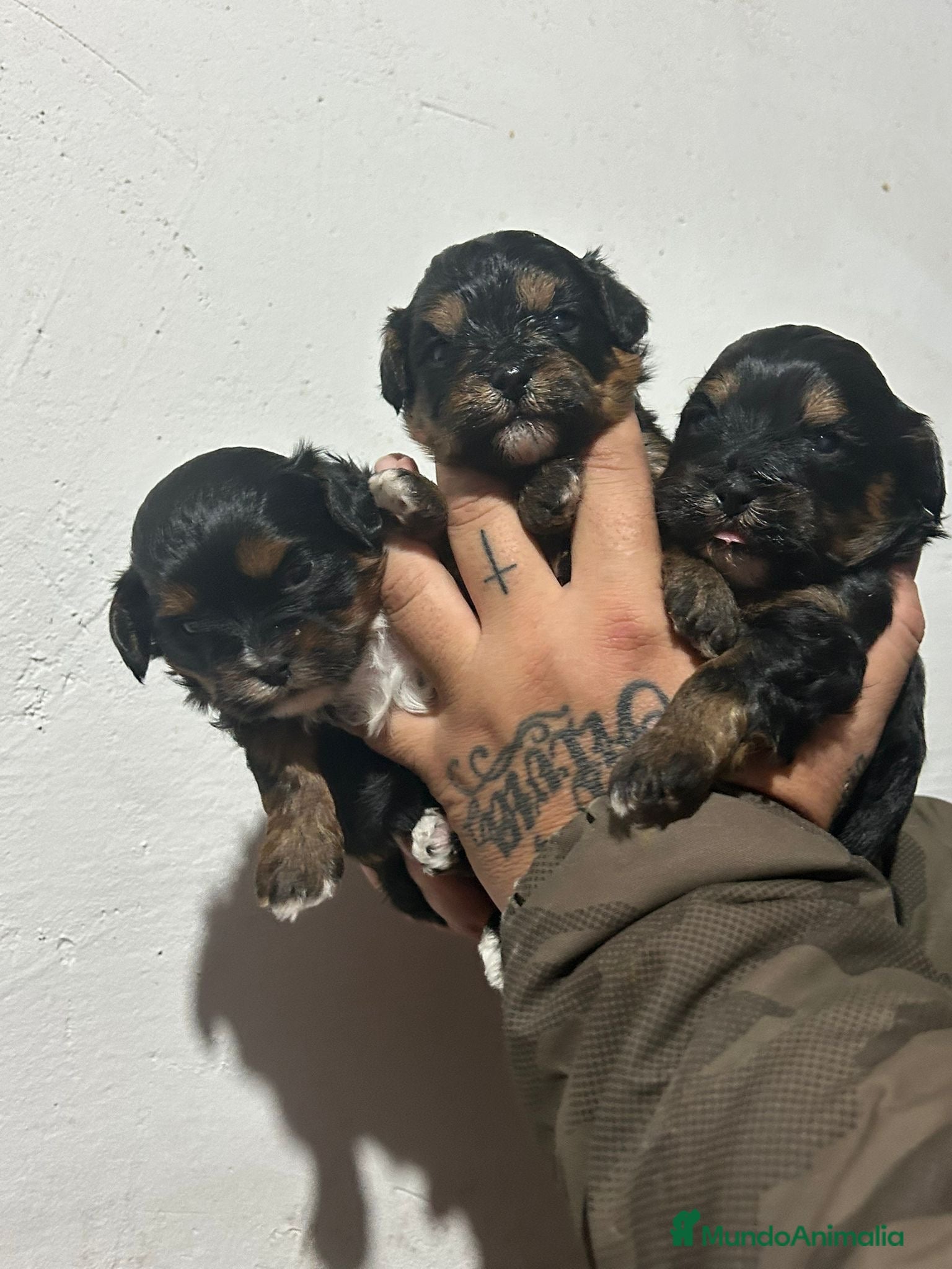 Shihpoo perros Shihpoo  - Anuncio 2