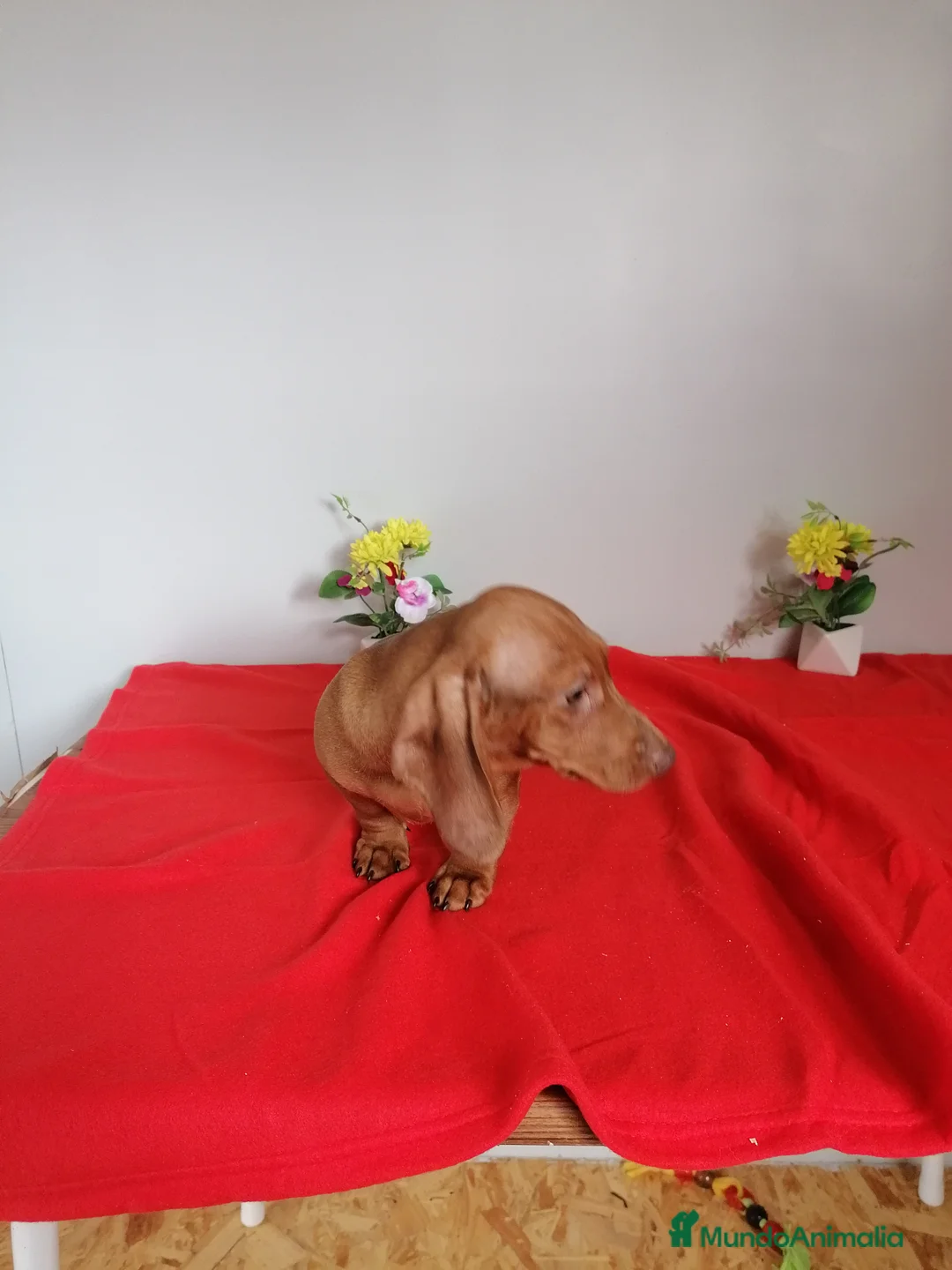Teckel Miniatura perros en venta: Precioso teckel miniatura  - Anuncio 2