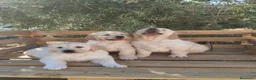 Golden Retriever perros en venta: ULTIMOS GOLDEN RETRIEVER, SUPER OFERTA. - Anuncio 14