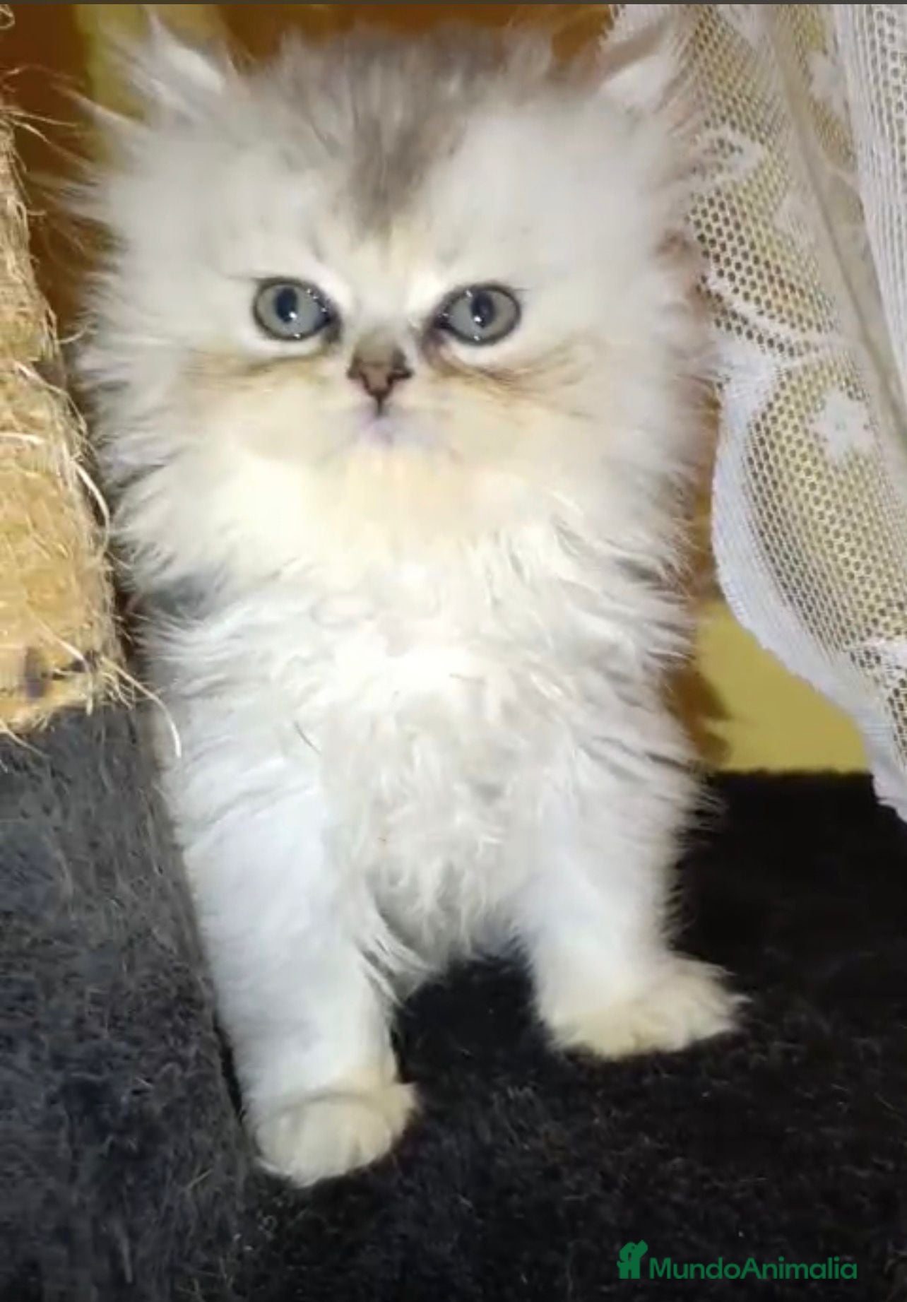 Persa gatos Hembra persa chinchilla  - Anuncio 5