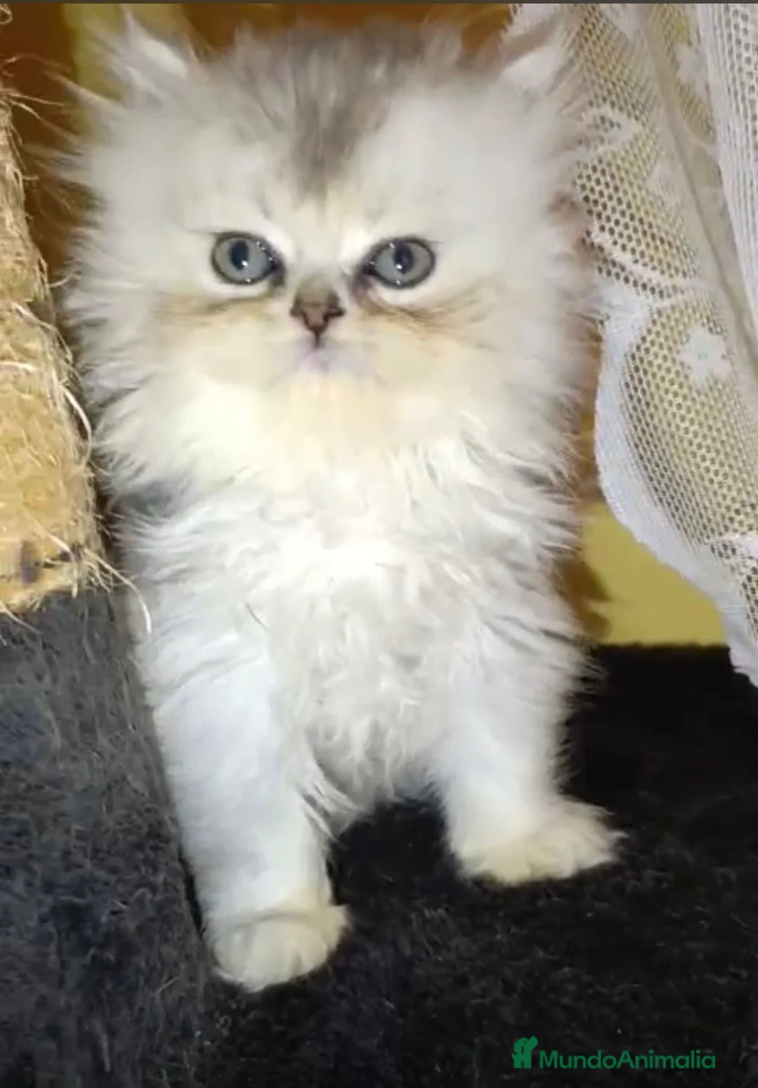 Persa gatos en venta: Hembra persa chinchilla  - Anuncio 1