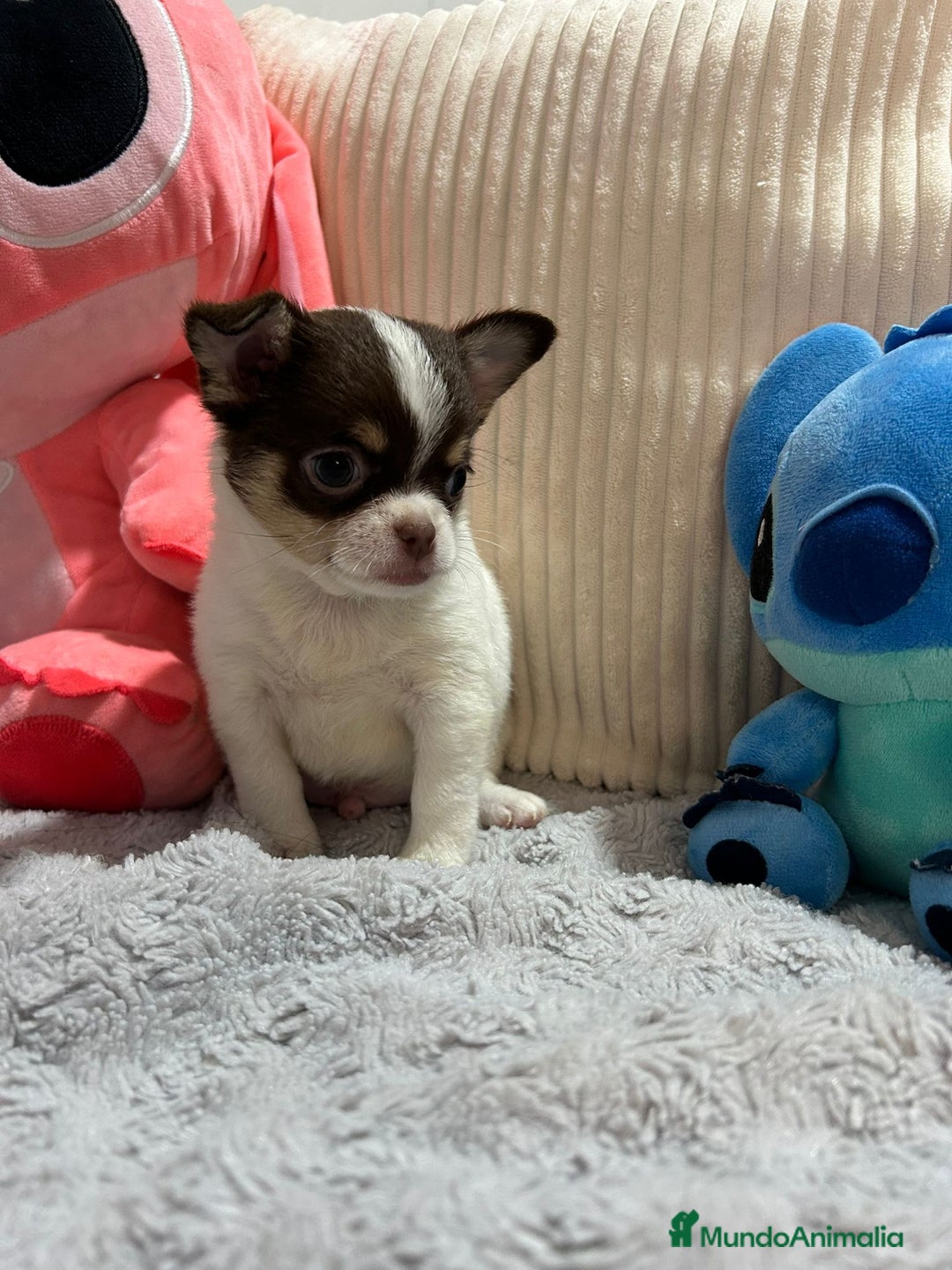 Chihuahua perros en venta: Chihuahua toy rusos - Imagen 13