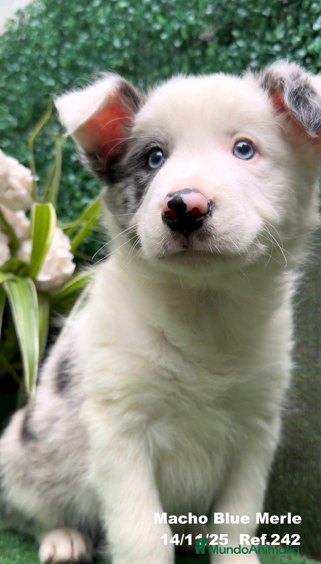 Border Collie perros en venta: Border Collie De Villa Biznaga - Anuncio 18