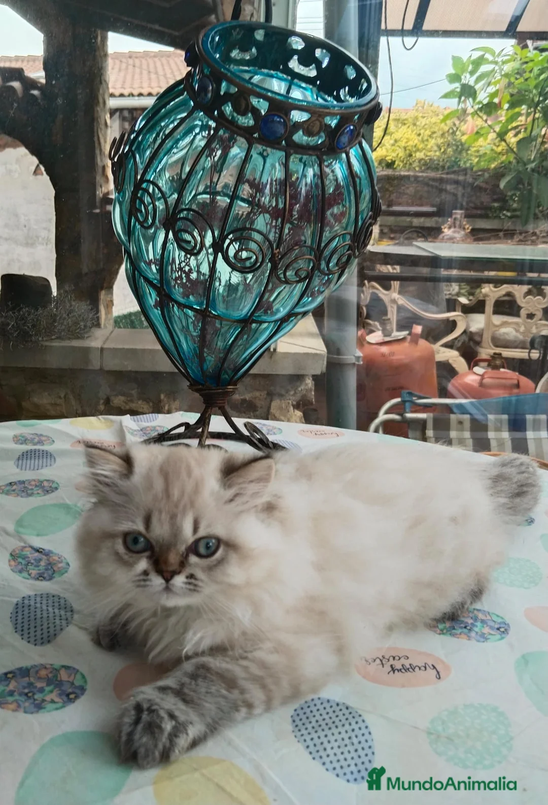 Persa gatos en venta: Macho Persa en Madrid - Anuncio 5