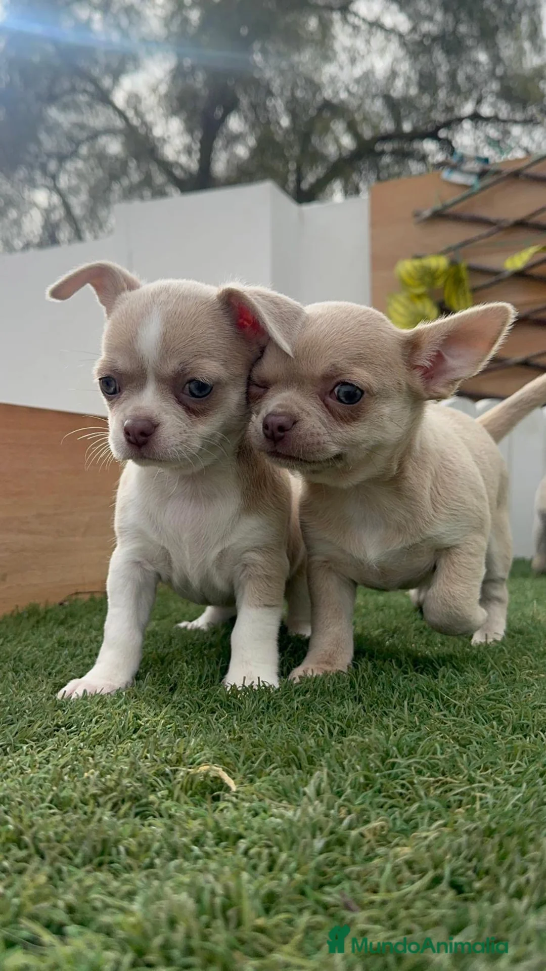 Chihuahua perros en venta: CHIHUAHUA HEMBRA - Anuncio 1