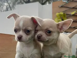 Chihuahua perros CHIHUAHUA HEMBRA - Anuncio 1