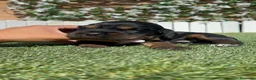 Cocker Spaniel Inglés perros en venta: CAMADA COCKER SPANIEL INGLES  - Anuncio 18