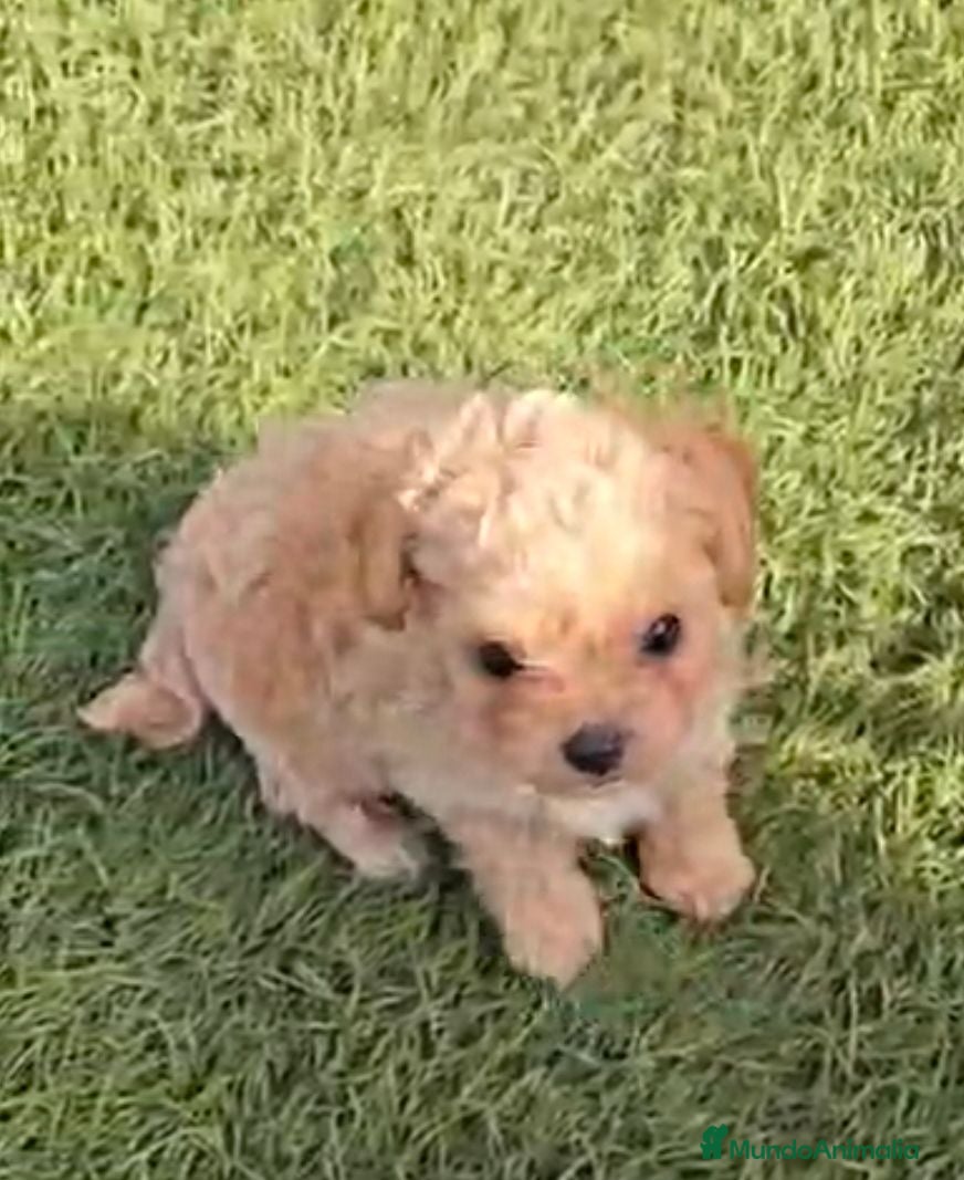 Maltipoo perros Maltipoo - Anuncio 4