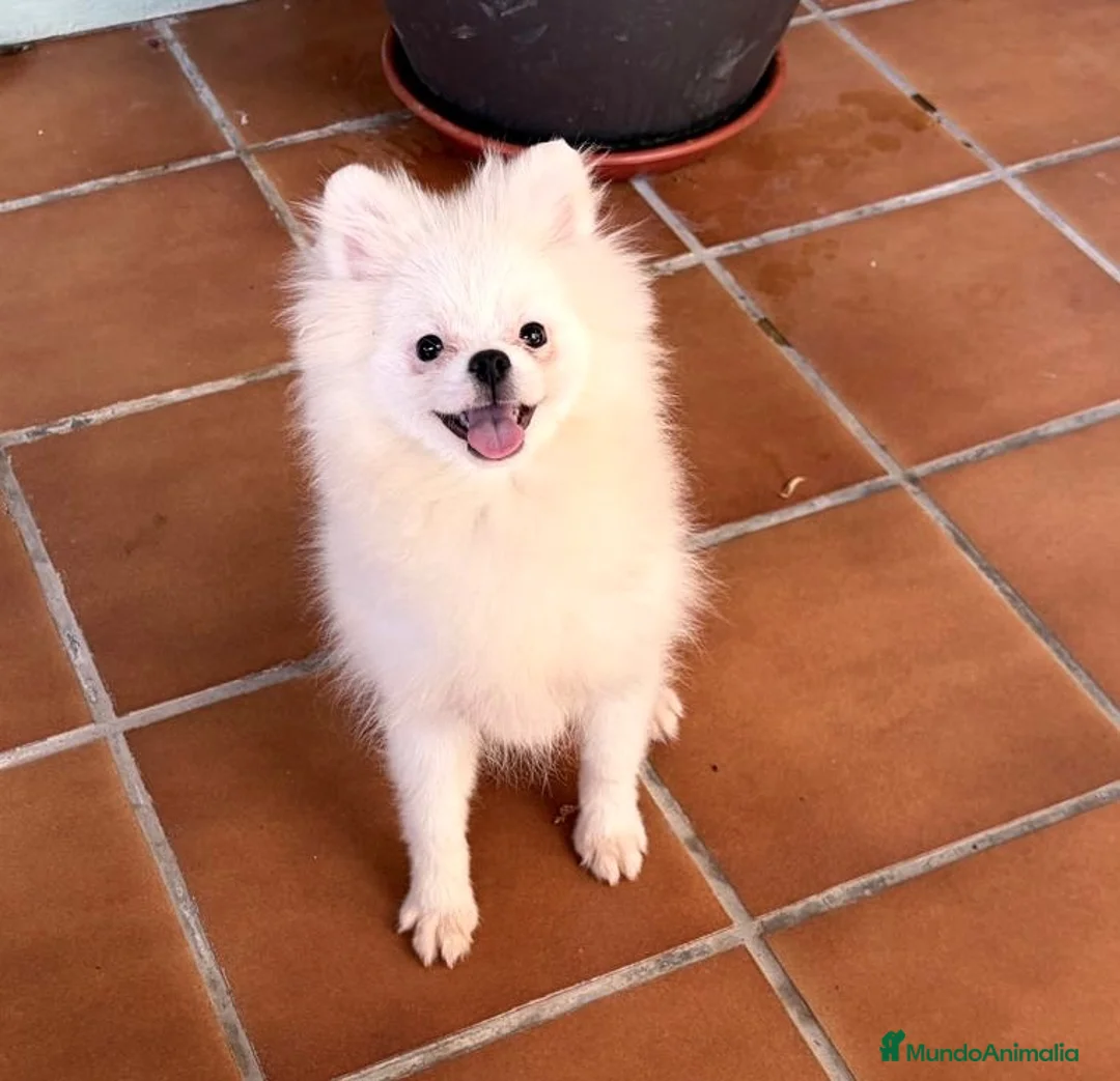 Pomerania perros en venta: Pomerania hembra tamaña pequeñito!! - Anuncio 2