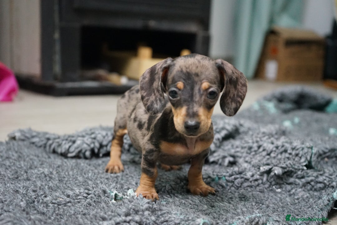 Teckel Miniatura perros en venta: 🐾 Currie & Molly – Teckel miniatura exóticos ✨ - Anuncio 2