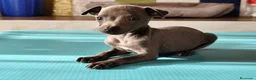 Greyhound perros en venta: Macho de galgo italiano blue - Anuncio 3