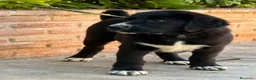 Mastín Español perros en venta: Cachorros líneas funcionales  - Anuncio 6