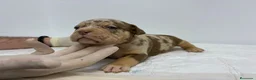 American Bully perros en venta: AMERICAN BULLY POCKET EXCLUSIVOS - Anuncio 3